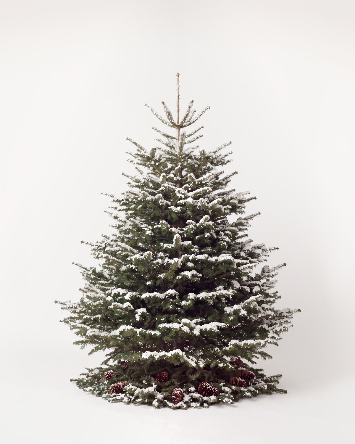 Sapin de Noël Forêt de 250 cm : Nordmann naturel sans décor, neige artificielle et pied de pommes de pin 
