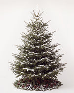 Sapin de Noël Forêt de 300 cm : Nordmann naturel sans décor, neige artificielle et pied de pommes de pin 