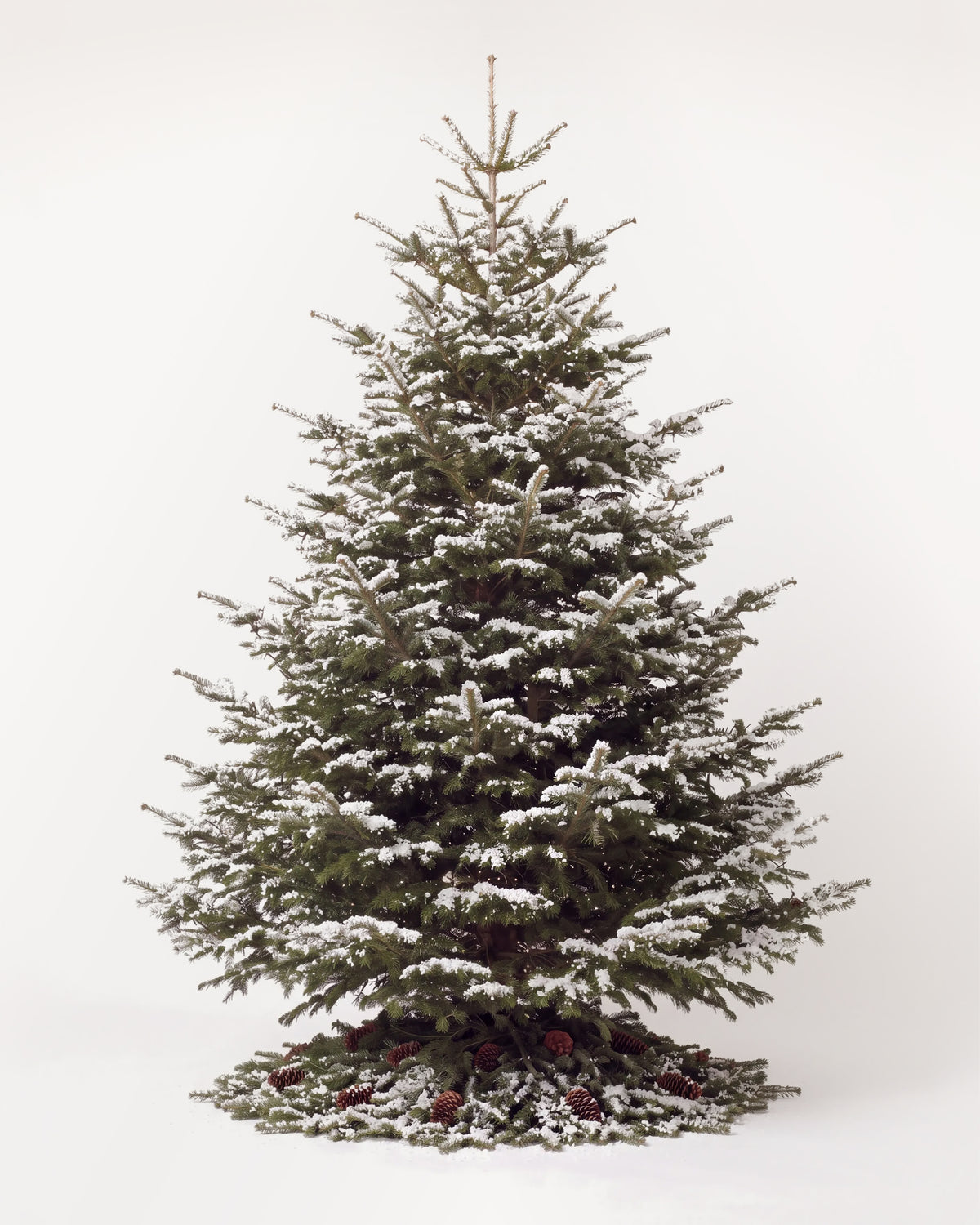 Sapin de Noël Forêt de 350 cm : Nordmann naturel sans décor, neige artificielle et pied de pommes de pin 