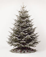 Sapin de Noël Forêt de 350 cm : Nordmann naturel sans décor, neige artificielle et pied de pommes de pin 