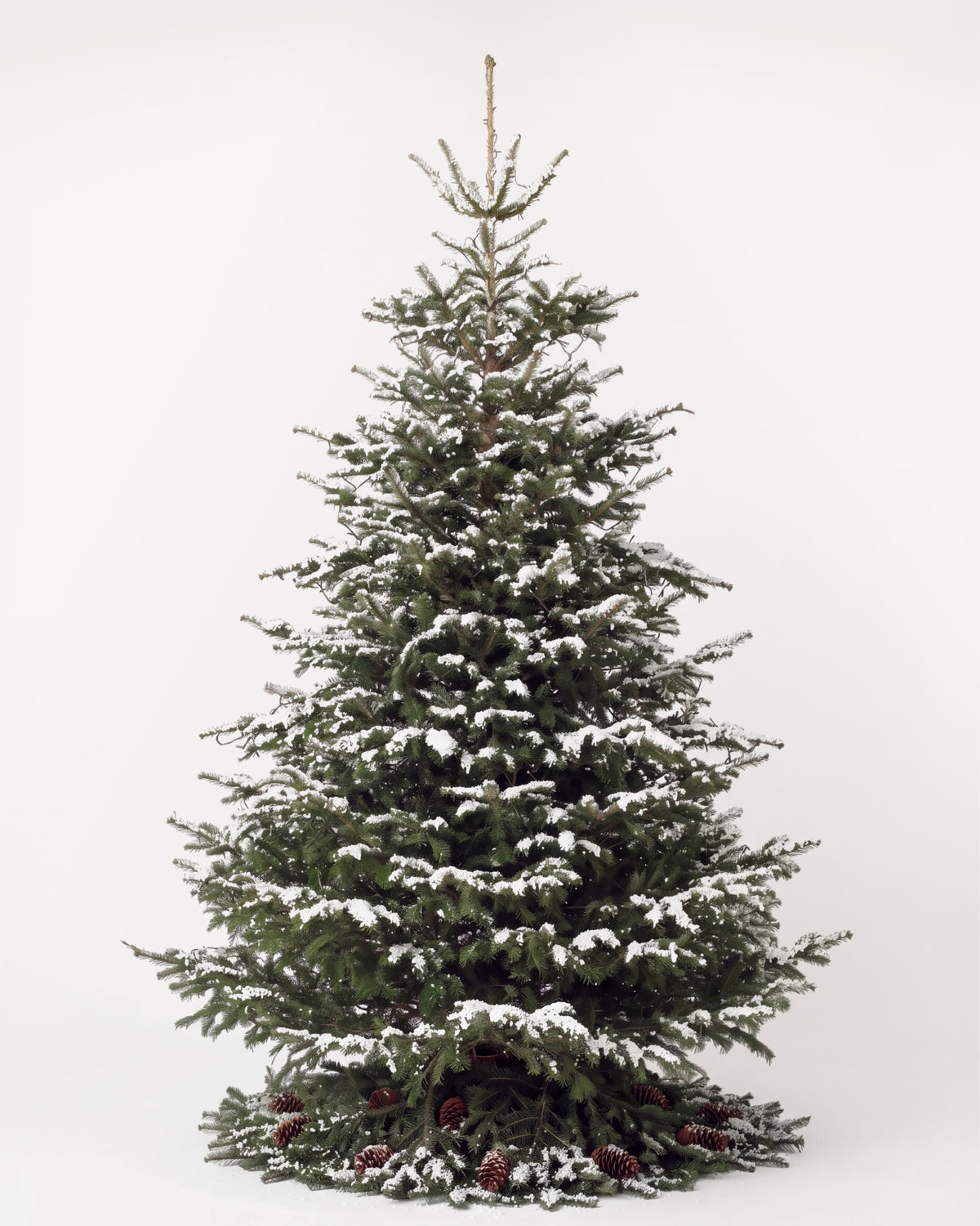 Sapin de Noël Forêt de 400 cm : Nordmann naturel sans décor, neige artificielle et pied de pommes de pin 