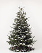 Sapin de Noël Forêt de 400 cm : Nordmann naturel sans décor, neige artificielle et pied de pommes de pin 