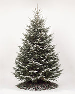 Sapin de Noël Forêt de 500 cm : Nordmann naturel sans décor, neige artificielle et pied de pommes de pin 