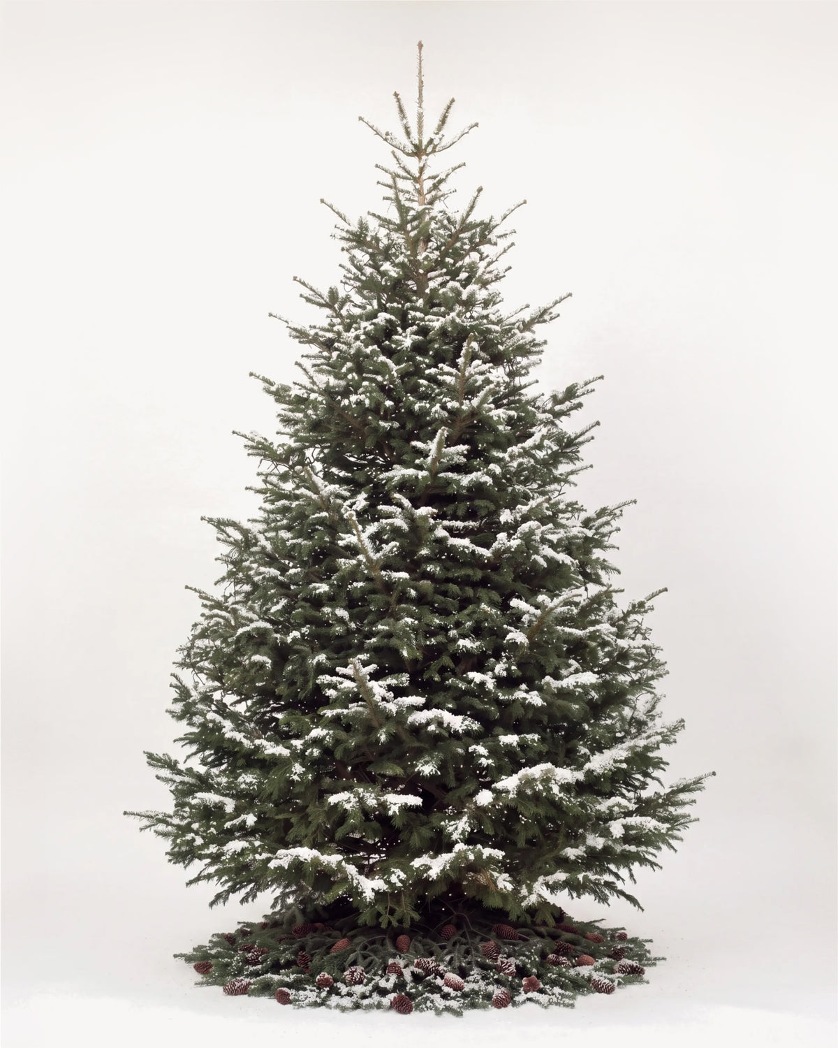 Sapin de Noël Forêt de 500 cm : Nordmann naturel sans décor, neige artificielle et pied de pommes de pin 