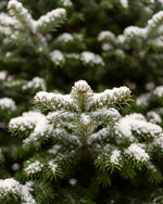 Détail du sapin de Noël Forêt : aiguilles vert profond du Nordmann saupoudrées de neige artificielle 