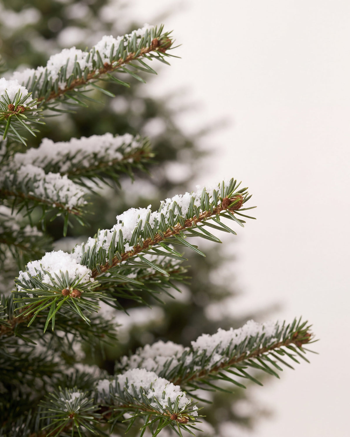 Branche du sapin de Noël Forêt : aiguilles de Nordmann et neige artificielle posée sur les pointes 