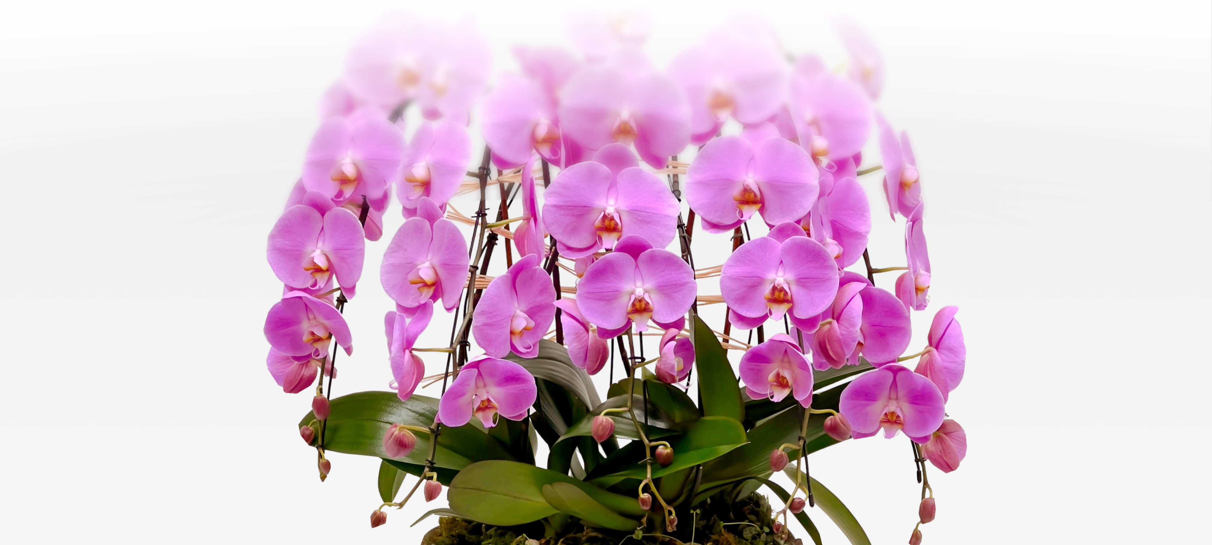 Luxury planter of pink orchids