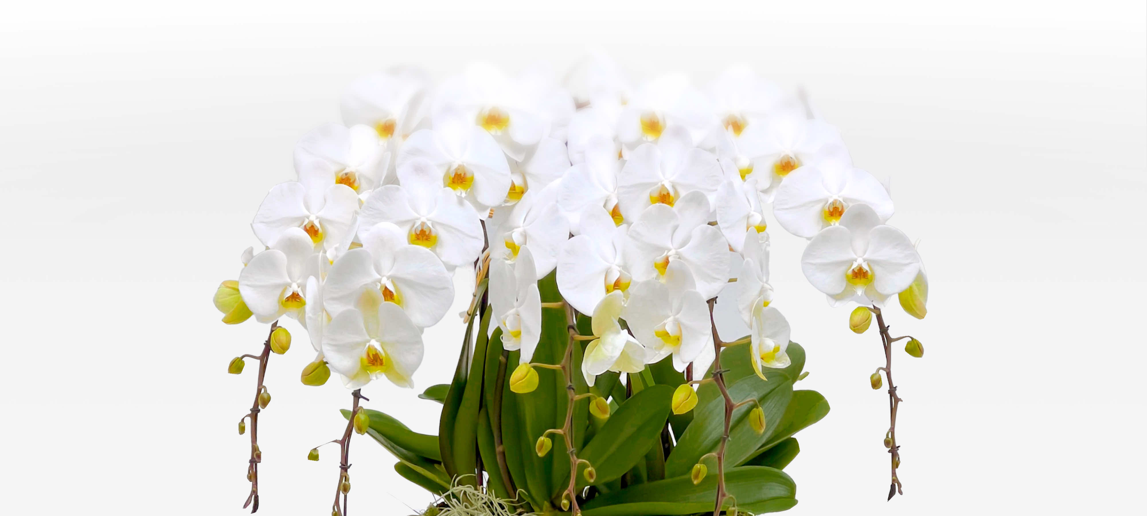 Luxurious white orchids . Raw.