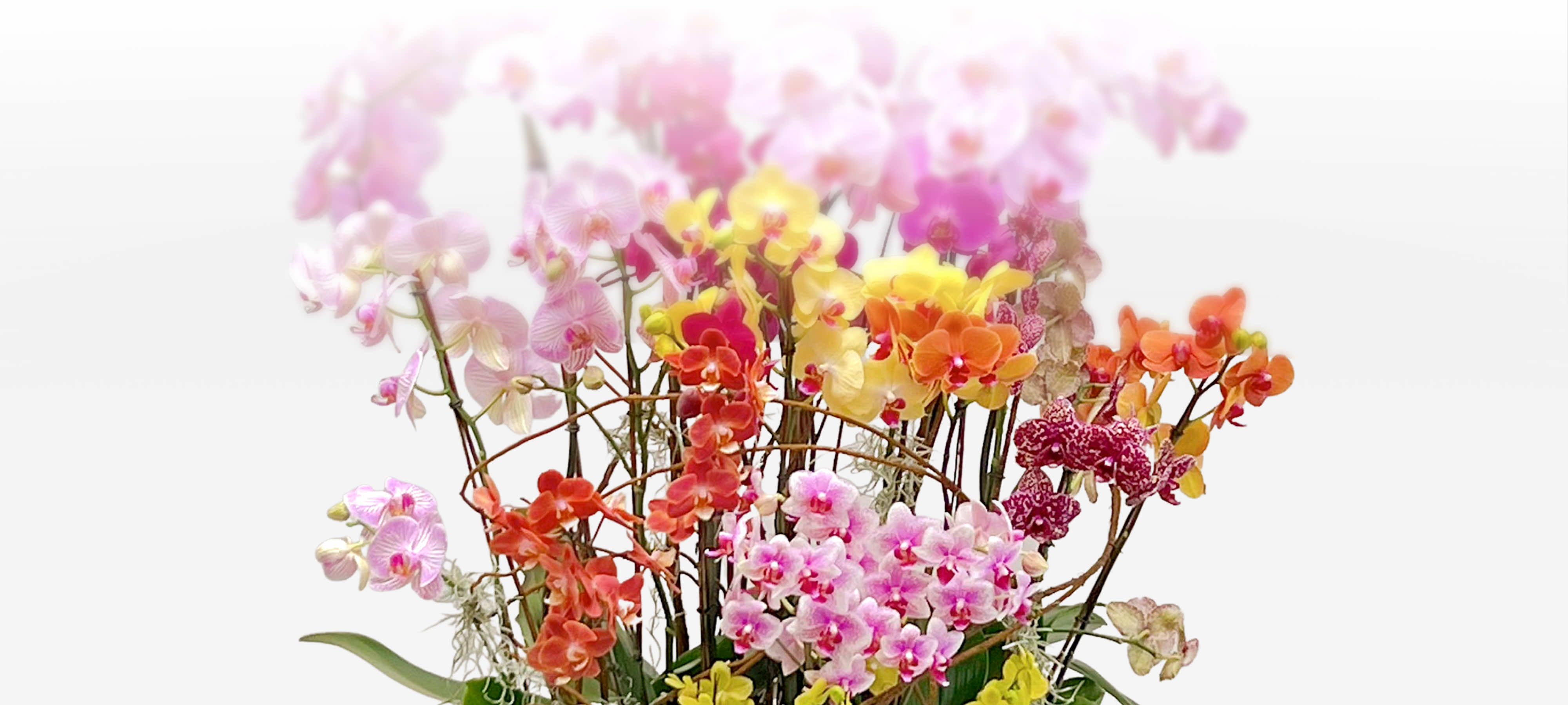 Luxurious garden of colorful orchids